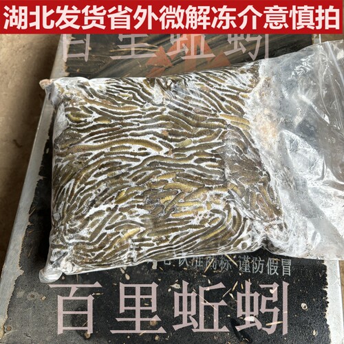 黄鳝开口饵料湖北速冻特大青蚯蚓