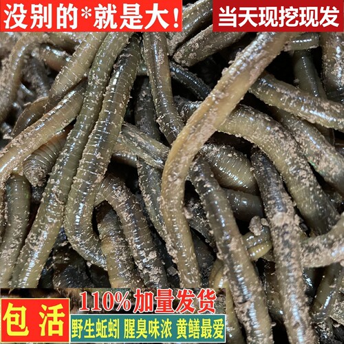湖北青蚯蚓钓鱼钓黄鳝鲜活黑蚯蚓