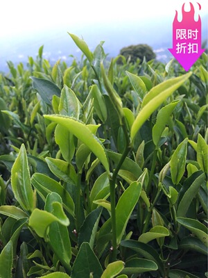 20新款春茶大乌叶兰花香高香型乌龙茶凤凰单丛茶茶农直销500g包邮