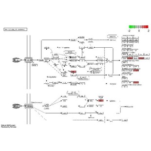 RNA-seq原始数据质控比对定量差异分析一站式服务
