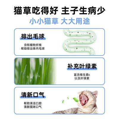 猫草盆栽懒人种植猫草杯猫草种子猫薄荷化毛自种猫草零食品泡爆款