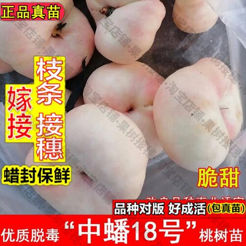 嫁接接穗枝条码子芽嫁接中蟠18号桃树苗特大8月成熟白肉毛蟠桃苗