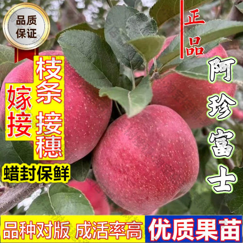 嫁接接穗枝条码子芽嫁接新西兰苹果树树苗晚熟阿珍富士苹果苗全红