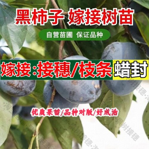 嫁接接穗枝条码子芽柿子苗树盆栽活苗嫁接苗南北方种植黑柿子树苗