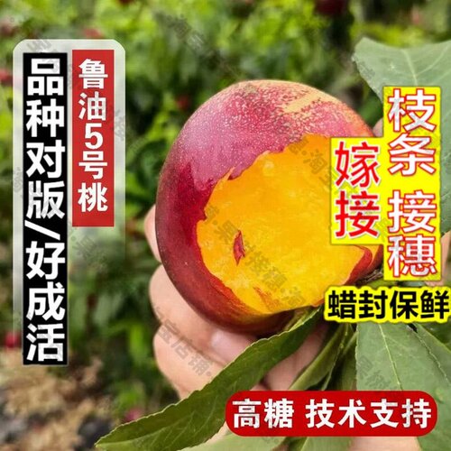 嫁接接穗枝条码子芽极早熟黄肉油桃树果苗鲁油5号油桃苗4月成熟高