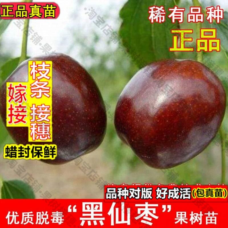 嫁接接穗枝条码子芽新品种黑仙枣树活苗嫁接黑枣树果苗耐寒北方南图片