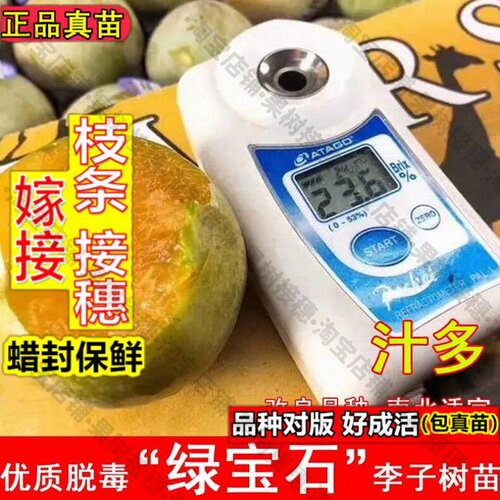 嫁接接穗枝条码子芽绿宝石李子树苗美国恐龙蛋绿布林李子苗南北方
