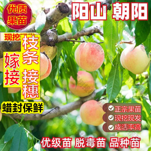 嫁接接穗枝条码子芽嫁接正宗阳山水蜜桃树苗朝阳银花露桃苗早熟桃
