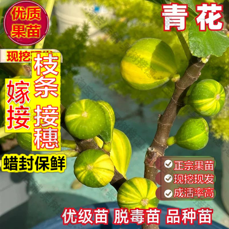 嫁接接穗枝条码子芽青花无花果苗果浓甜食用无花果树苗盆栽阳台庭图片