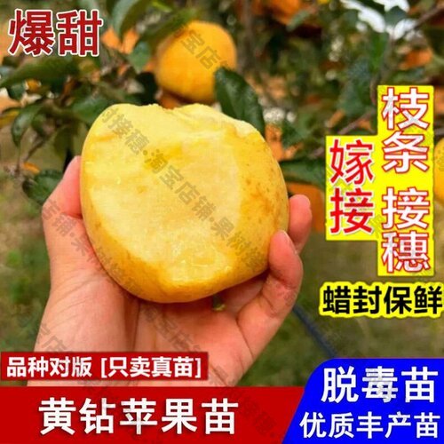 嫁接接穗枝条码子芽嫁接黄钻苹果树果苗新品种黄金奶油富士苹果苗