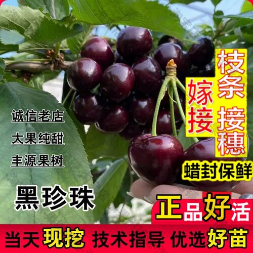 嫁接接穗枝条码子芽果树苗黑珍珠车厘子树苗正宗嫁接大樱桃苗盆栽