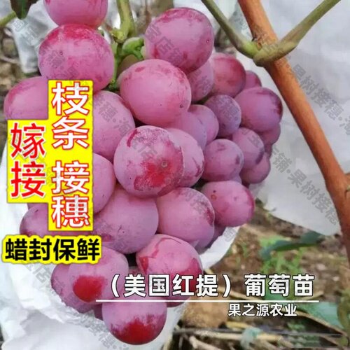 嫁接接穗枝条码子芽美国无籽红提葡萄树苗嫁接美人指无核葡萄苗特
