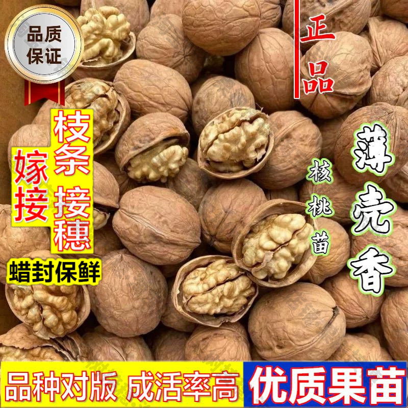 嫁接接穗枝条码子芽嫁接薄壳香纸皮核桃树苗耐寒旱南北方种植薄皮图片