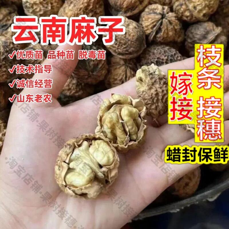 嫁接接穗枝条码子芽嫁接云南漾濞核桃树苗坚果树纸皮麻子山核桃苗