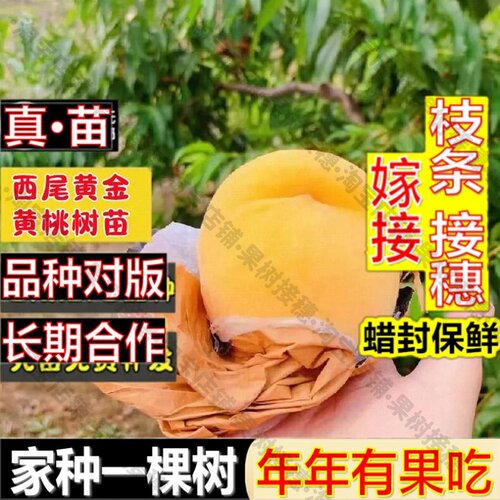 嫁接接穗枝条码子芽日本西尾黄金桃树苗嫁接晚熟黄桃苗盆栽南方北