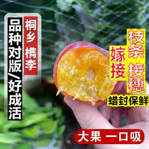嫁接接穗枝条码子芽嫁接浙江桐乡檇李树苗软糯多汁李子苗一口吸脱