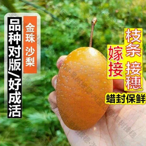 嫁接接穗枝条码子芽嫁接金珠果梨树苗晚熟脆甜沙梨王梨苗盆栽地栽