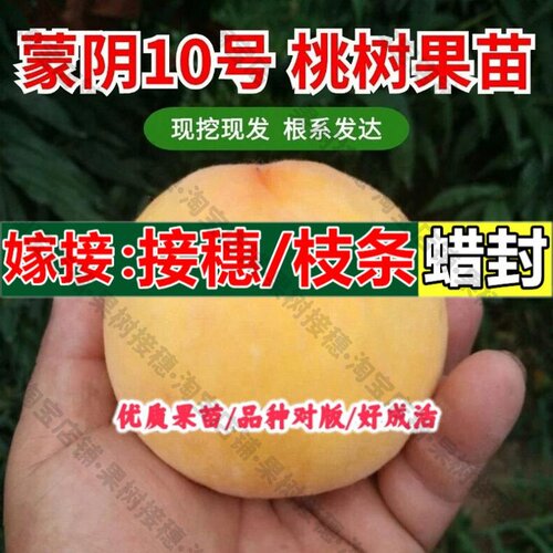 嫁接接穗枝条码子芽嫁接黄桃树苗特大早熟6月成熟黄肉桃子树苗脆