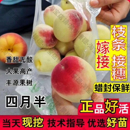 嫁接接穗枝条码子芽老品种极早熟一点红桃苗四月半桃树苗5月红甜