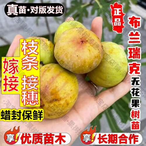 嫁接接穗枝条码子芽布兰瑞克无花果树果苗耐寒糖包子无花果树苗南