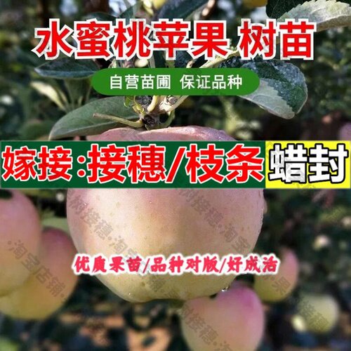嫁接接穗枝条码子芽日本拓季苹果苗嫁接水蜜桃苹果树苗盆栽南方北