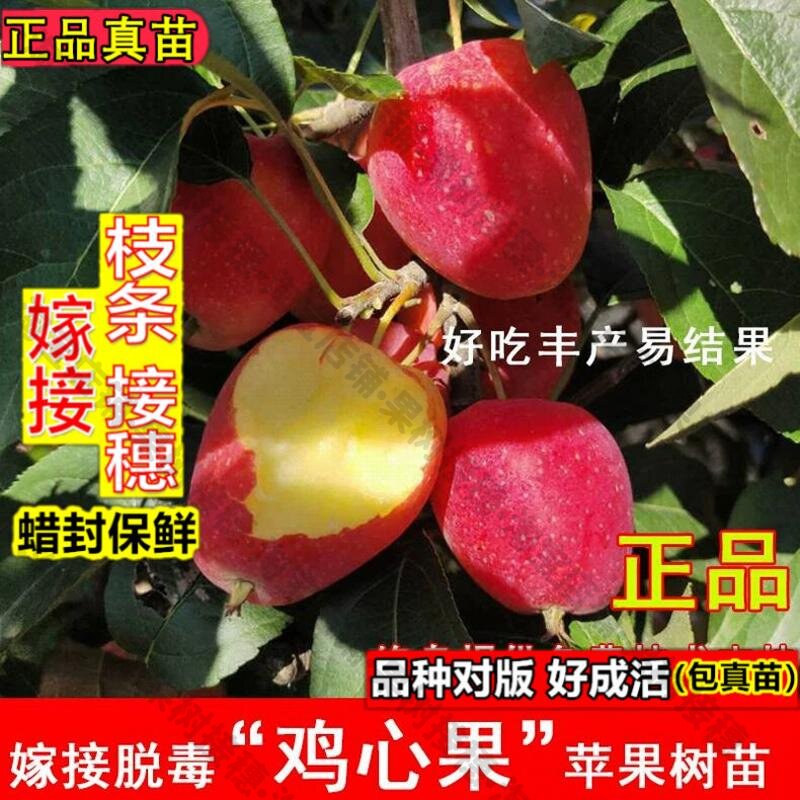 嫁接接穗枝条码子芽嫁接鸡心果小苹果树苗耐寒沙果海棠苹果苗盆地图片