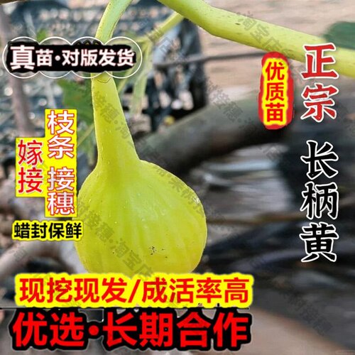 嫁接接穗枝条码子芽特大长柄黄无花果苗盆栽地栽耐寒无花果树苗南