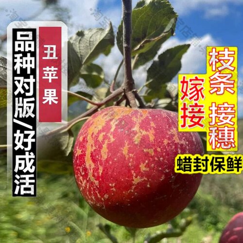 嫁接接穗枝条码子芽正宗昭通丑苹果苗冰糖心苹果树苗盆栽地栽嫁接