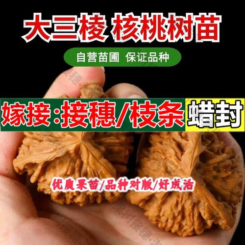 嫁接接穗枝条码子芽嫁接文玩核桃树苗大三棱正奔四座楼苹果园核桃