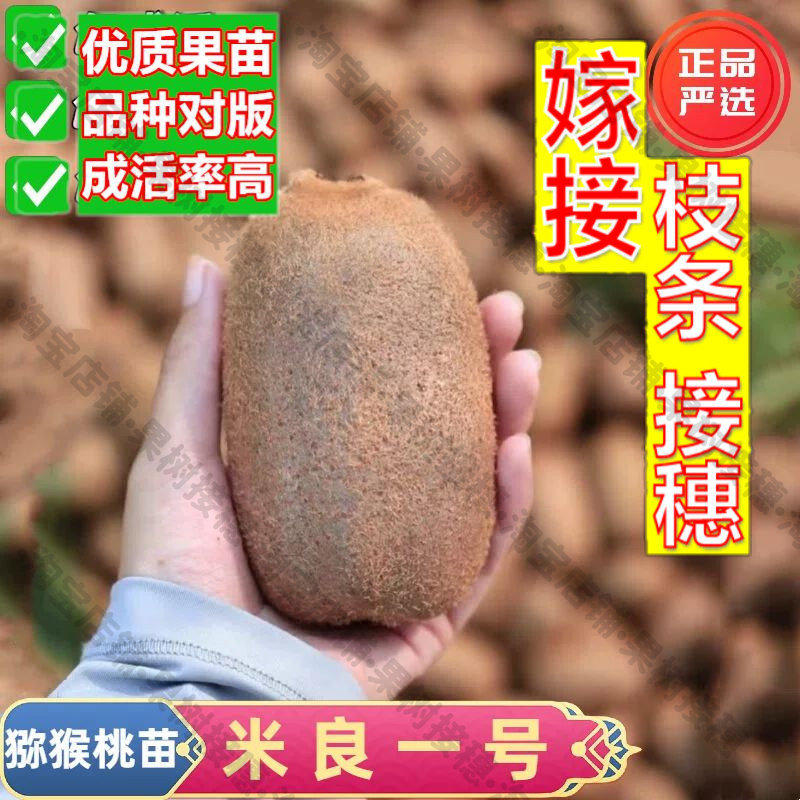 嫁接接穗枝条码子芽嫁接米良一号水果种子/种苗