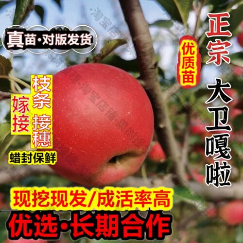 嫁接接穗枝条码子芽嫁接7月份早熟全红嘎啦苹果树苗矮化大卫嘎拉