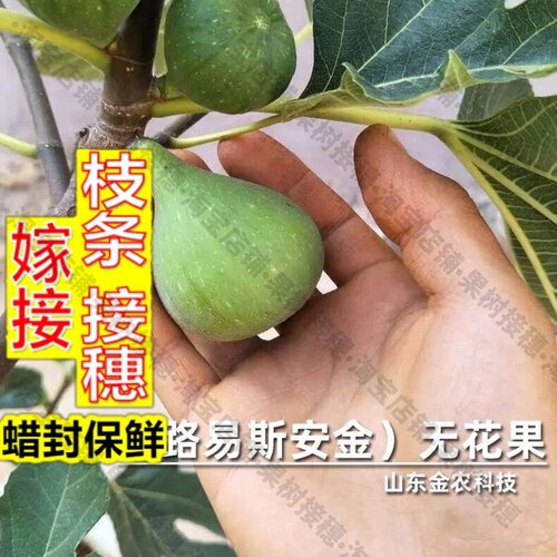 嫁接接穗枝条码子芽路易斯安金无花果树苗LSU GOLD大黄果丰产嫩滑