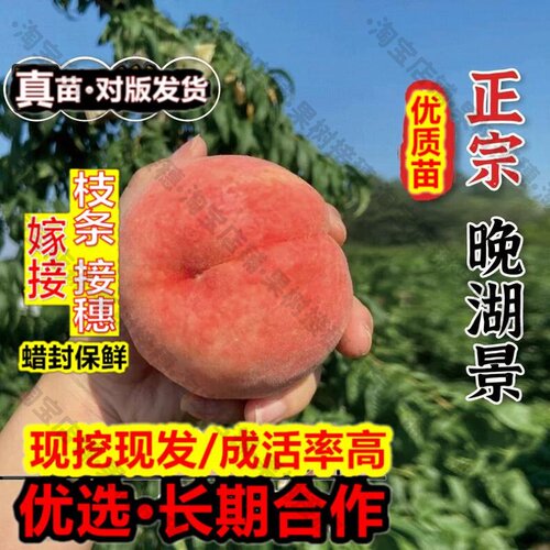 嫁接接穗枝条码子芽晚熟桃树果苗无锡阳山晚湖景水蜜桃树苗盆栽庭