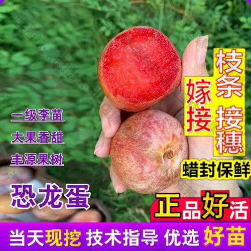 嫁接接穗枝条码子芽李子树苗嫁接红心恐龙蛋李子苗庭院地栽红肉杏