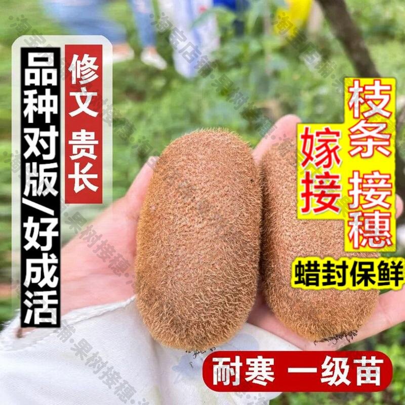 嫁接接穗枝条码子芽贵州修文贵长猕猴桃树果苗绿心奇异果庭院爬藤图片