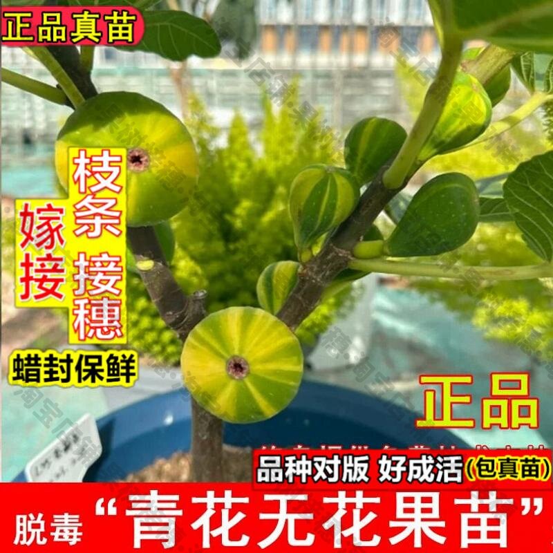 嫁接接穗枝条码子芽青花无花果树苗条纹青紫糖心无花果苗盆栽北南图片