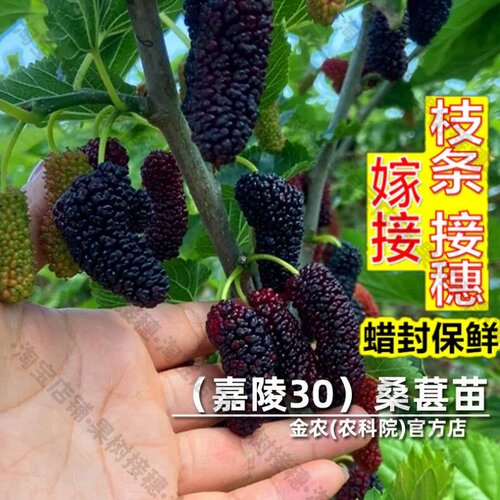 嫁接接穗枝条码子芽嘉陵30桑葚树苗多汁高甜果桑苗北南方种植果树