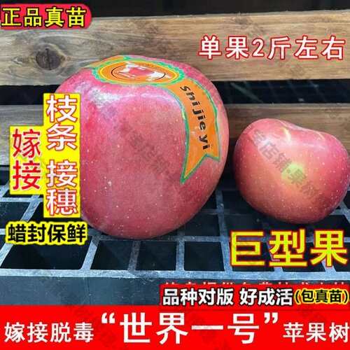 嫁接接穗枝条码子芽嫁接世界一号苹果树苗巨型红富士苹果苗耐寒南
