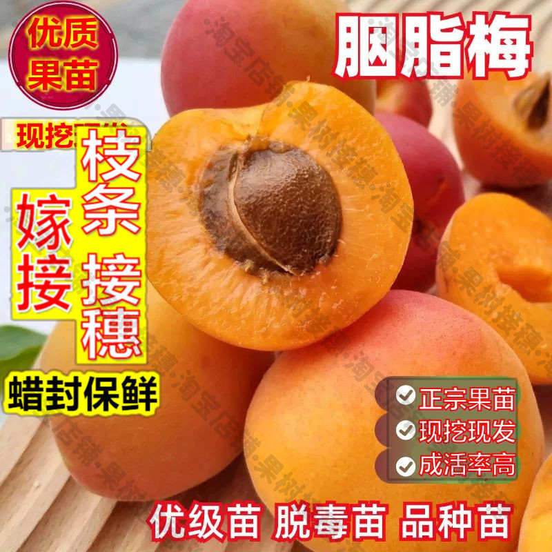 嫁接接穗枝条码子芽嫁接胭脂梅树苗酸甜口红梅杏果苗梅子苗南方北