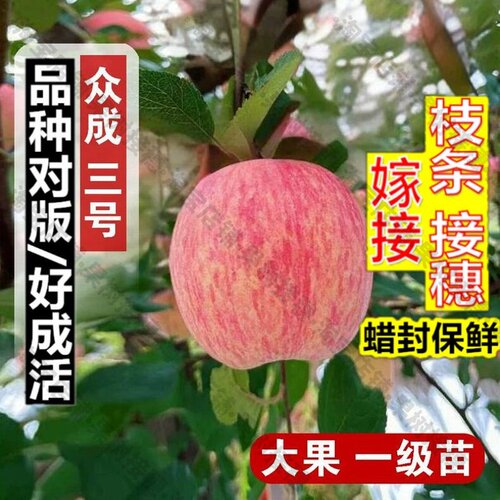 嫁接接穗枝条码子芽嫁接脆甜山东烟台条纹红富士苹果苗矮化短枝众