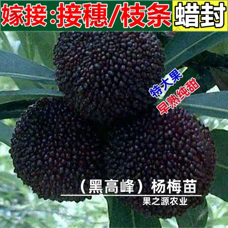 嫁接接穗枝条码子芽台湾黑高峰杨梅苗 比东魁杨梅早熟的杨梅 嫁接