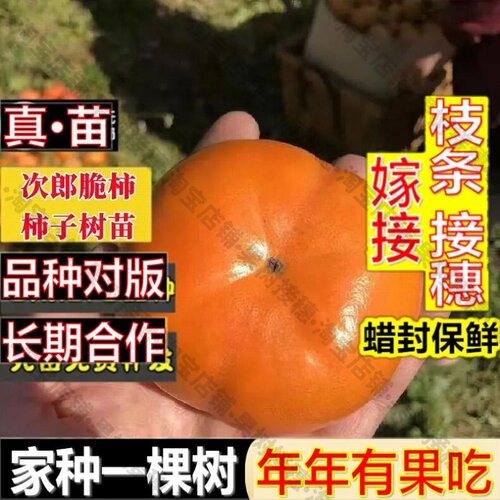 嫁接接穗枝条码子芽次郎甜柿子苗嫁接无核脆甜柿子树苗抗寒丰产南
