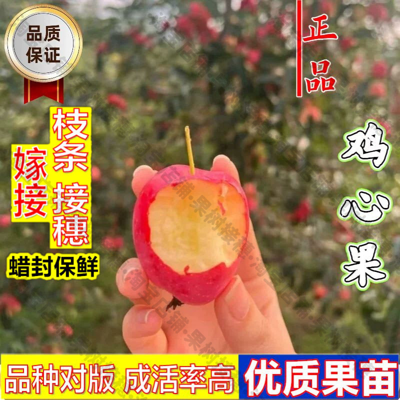 嫁接接穗枝条码子芽嫁接抗冻东北鸡心果苹果苗酸甜耐寒锦绣海棠小图片