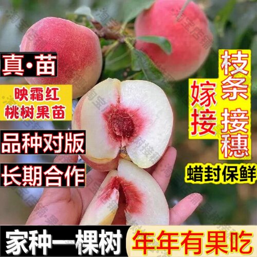 嫁接接穗枝条码子芽映霜红桃苗南北方庭院地栽果树晚熟盆栽嫁接桃