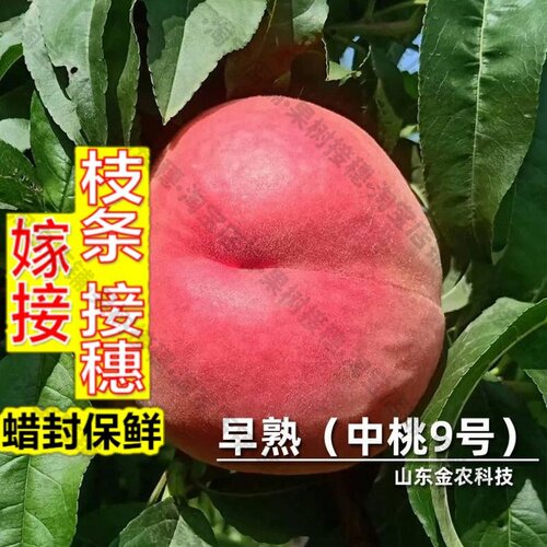 嫁接接穗枝条码子芽嫁接中桃9号桃树苗6月中旬成熟离核脆甜早熟桃