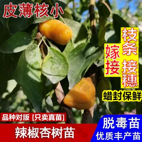 嫁接接穗枝条码子芽新品种辣椒杏树果苗晚熟耐寒黄金油杏苗盆栽庭