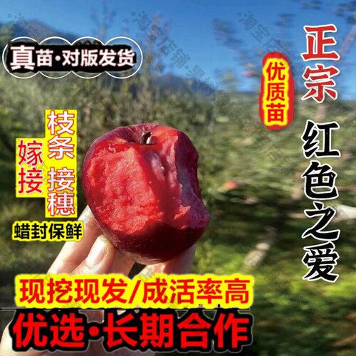 嫁接接穗枝条码子芽嫁接红色之爱苹果苗盆栽地栽耐寒119-6红肉苹