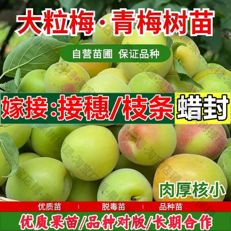 嫁接接穗枝条码子芽梅子苗树苗嫁接泡酒酸梅苗盆栽地栽大粒梅子苗