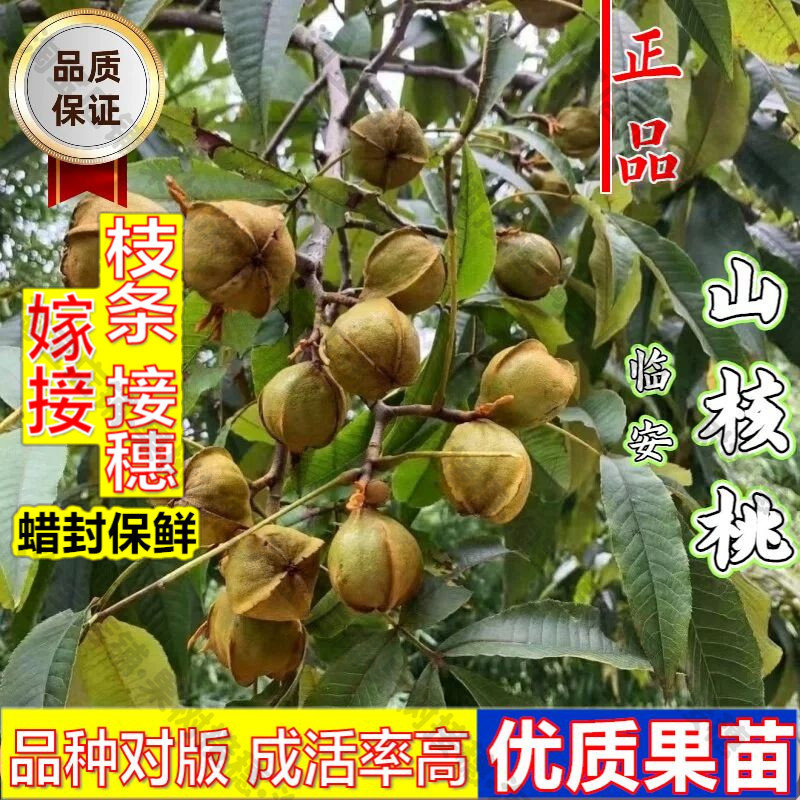 嫁接接穗枝条码子芽浙江临安山核桃树苗嫁接薄皮坚果纸皮核桃苗南图片