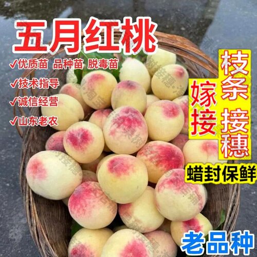 嫁接接穗枝条码子芽极早熟一点红桃苗老品种四月半桃树苗5月红甜